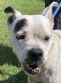 HCAC Moxie - 
