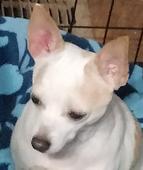 Sadie Belle - 